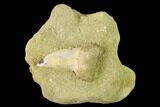 1.26" Fossil Mako Shark Tooth On Sandstone - Bakersfield, CA - #144521-1